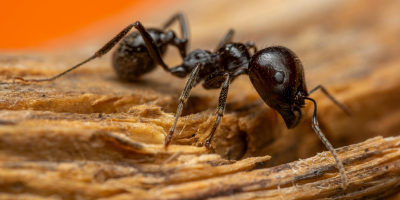 Ants Control Services Near Me in New York City, NY