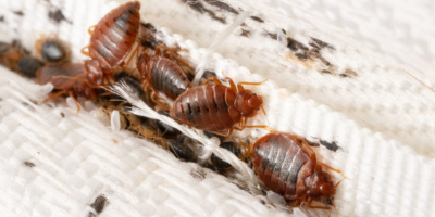 Bed Bugs Control Services Near Me in New York City, NY