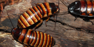 Cockroach Control Services Near Me in New York City, NY