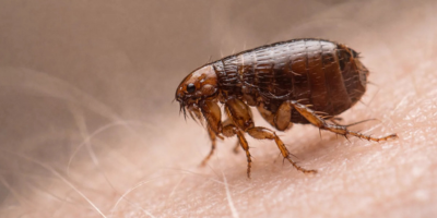 Fleas Control Services Near Me in New York City, NY