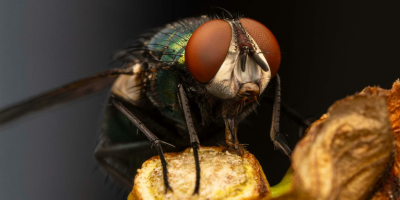 Flies Control Services Near Me in New York City, NY