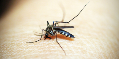 Mosquitoes Control Services Near Me in New York City, NY