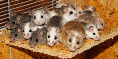 Rodents Control Services Near Me in New York City, NY