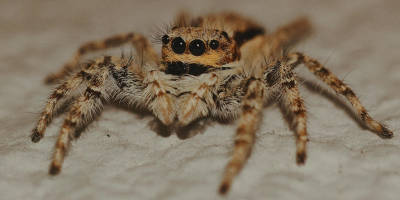Spiders Control Services Near Me in New York City, NY