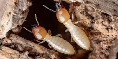 Termite Control Services Near Me in New York City, NY