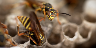 Wasps, Yellow Jackets, Hornets Control Services Near Me in New York City, NY
